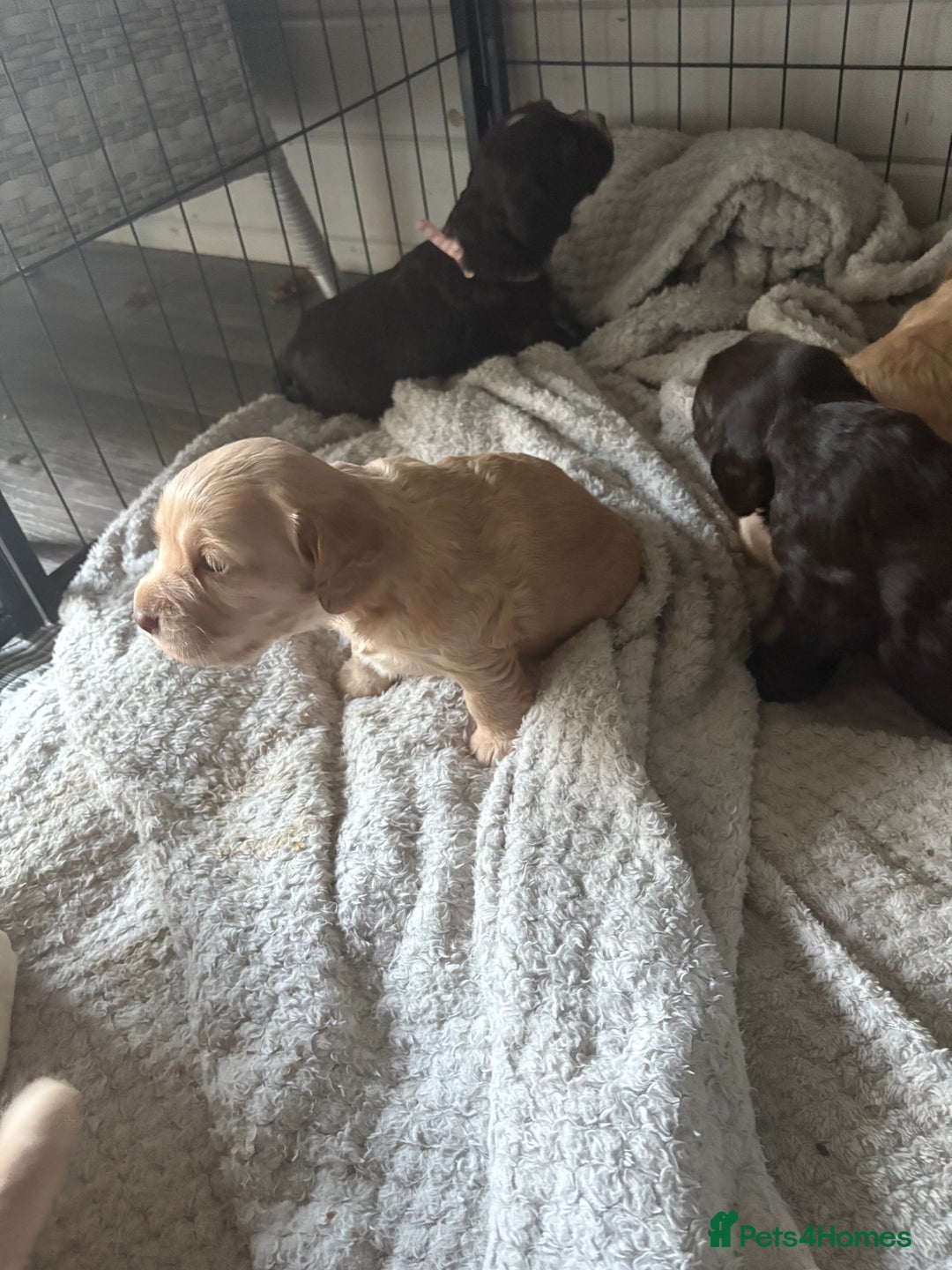 Cocker Spaniel dogs for sale: KC FTCH working cocker spaniel puppy’s  - Image 26