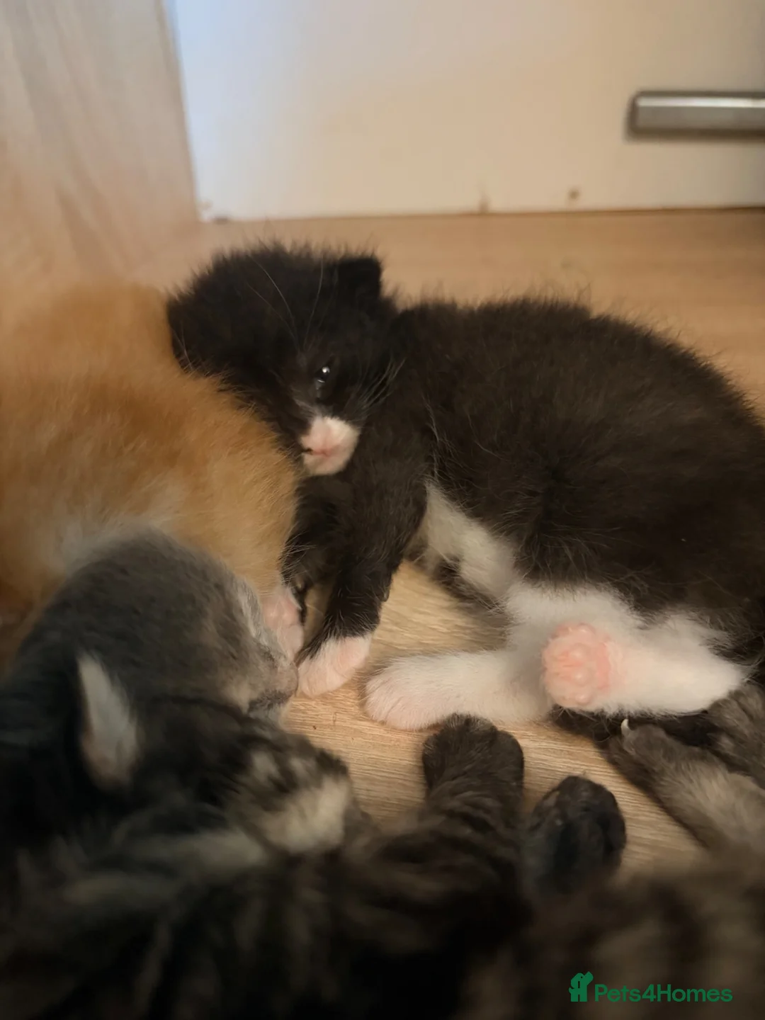 Maine Coon cats for sale: Maine coon cross tabby only 2 left  - Advert 2