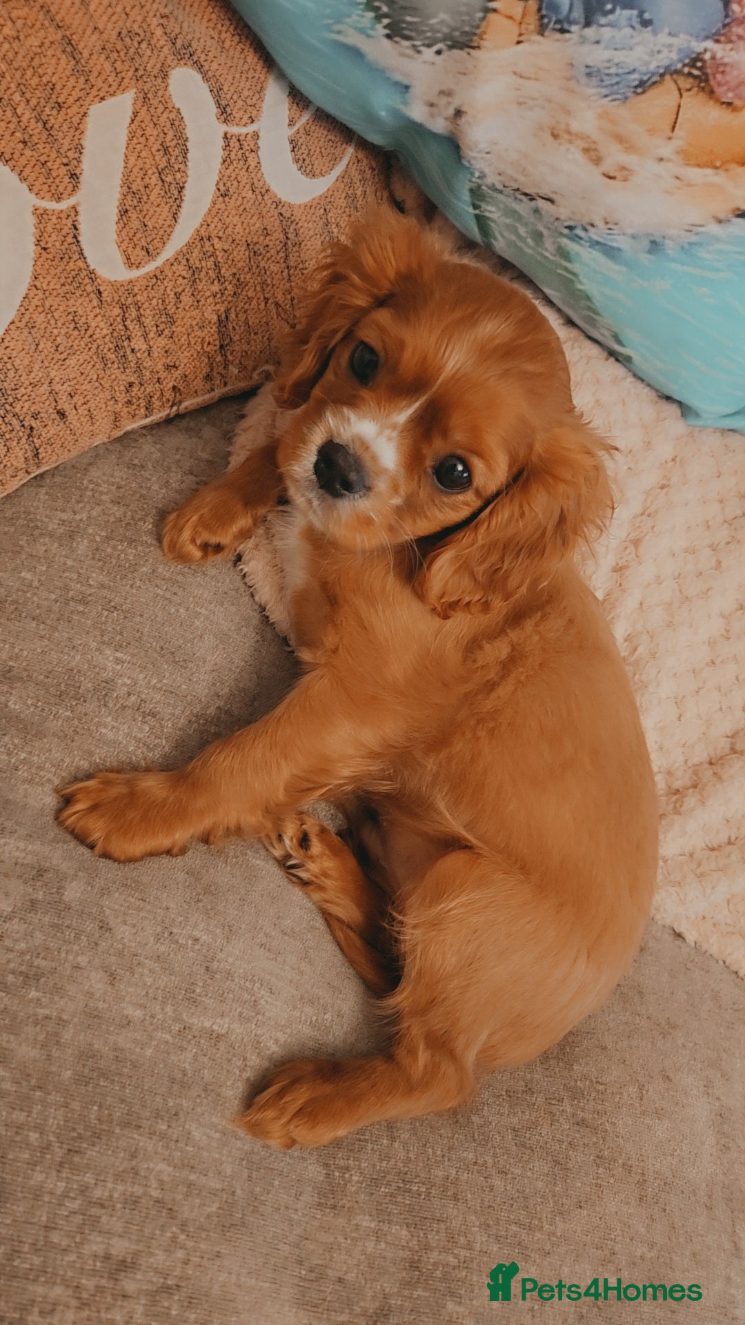 Cavalier King Charles Spaniel dogs Cavalier king charles puppys READY NOW pedigree KC - Advert 13