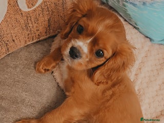 Cavalier King Charles Spaniel dogs Cavalier king charles puppys READY NOW pedigree KC - Advert 13