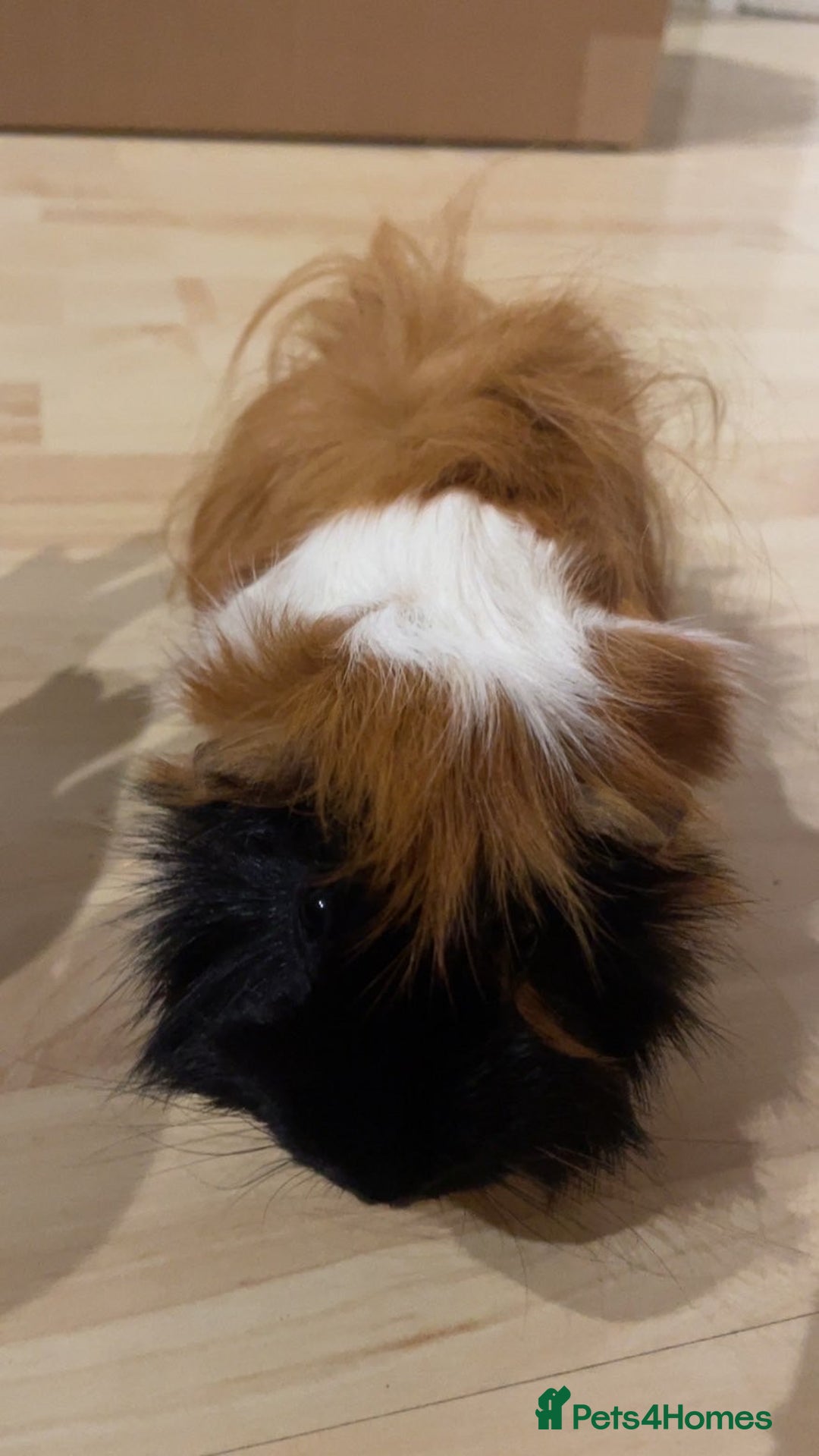 Guinea Pig rodents for sale: Male guinea pigs for sale - Advert 5