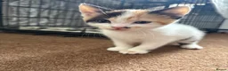 Mixed Breed cats for sale: Adorable kittens need loving homes! - Advert 2