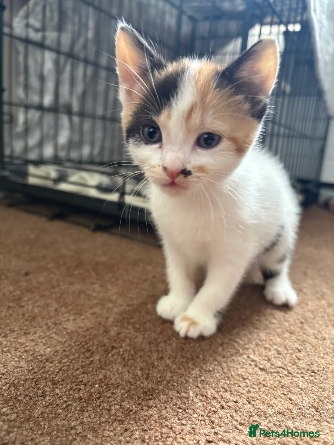 Mixed Breed cats for sale: Adorable kittens need loving homes! - Advert 2