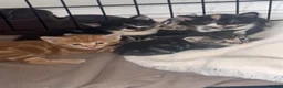 Domestic Shorthair cats for sale: 5 beautiful kittens  in Potters Bar - Advert 21