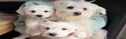 Mixed Breed dogs for sale: 🐾 Adorable Bichon Maltese Puppies For Sale 🐾  - Advert 1
