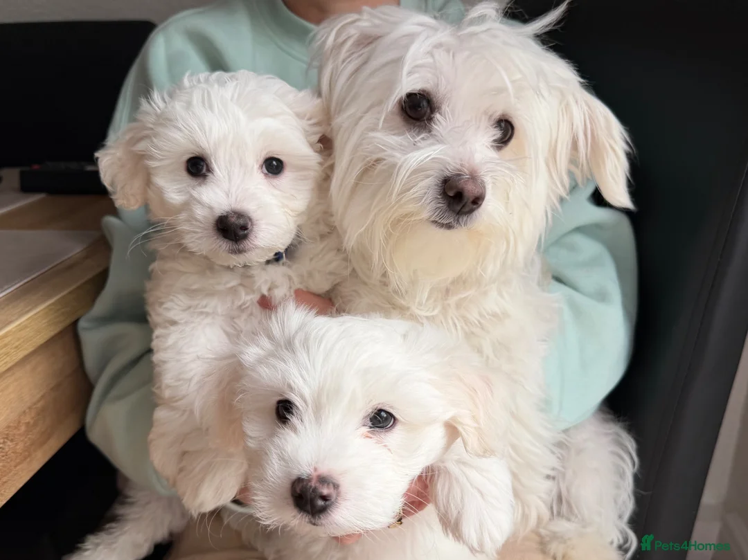 Mixed Breed dogs for sale: 🐾 Adorable Bichon Maltese Puppies For Sale 🐾  - Advert 1
