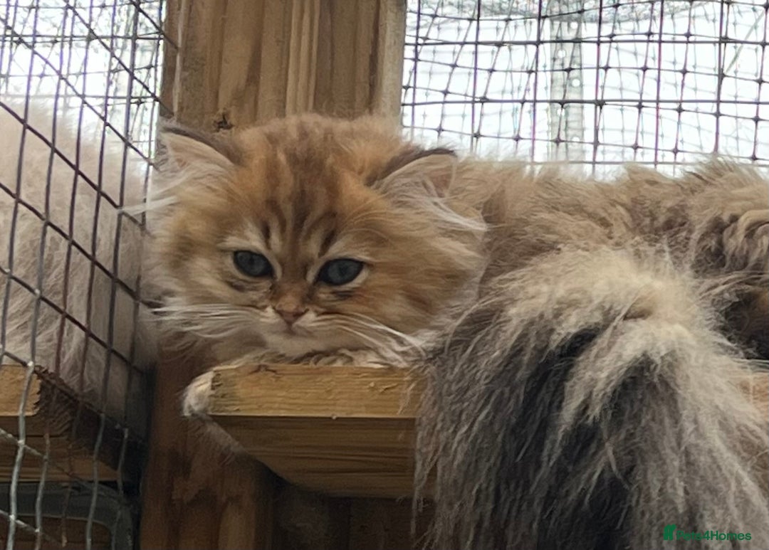 Persian cats for sale: Gold and Silver Chinchilla Persians! - Image 2