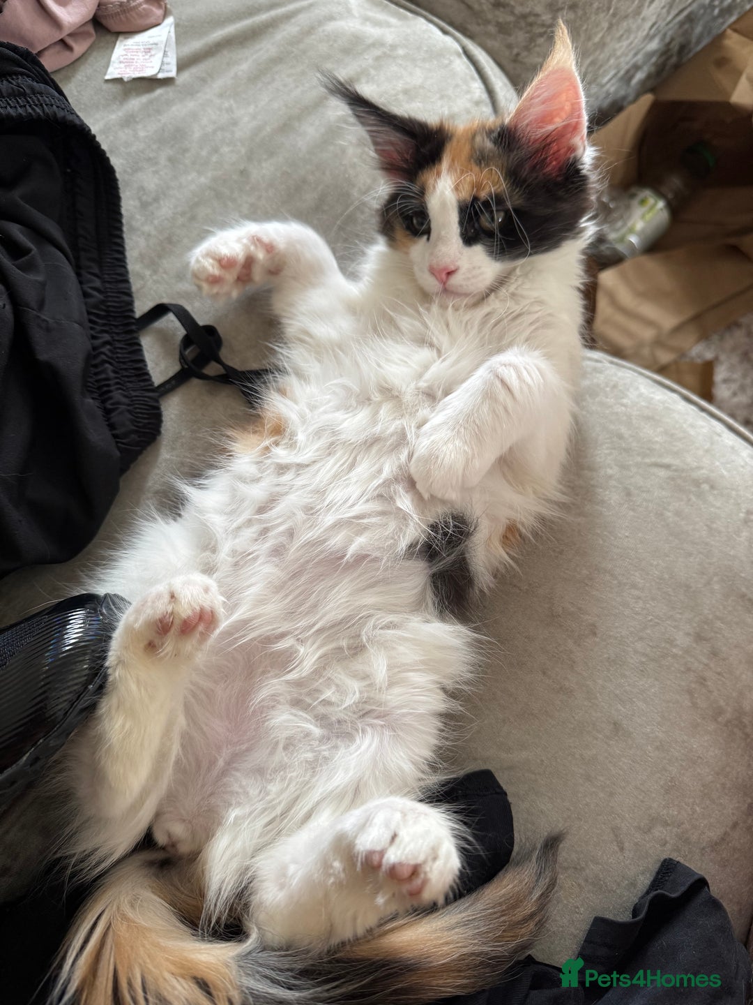 Maine Coon cats for sale: Purebred adorable Maine coon kittens - Image 16