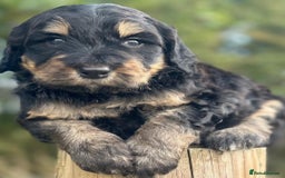 Bernedoodle dogs for sale: F1B STANDARD  BERNADOODLE LAST FEW - Image 9