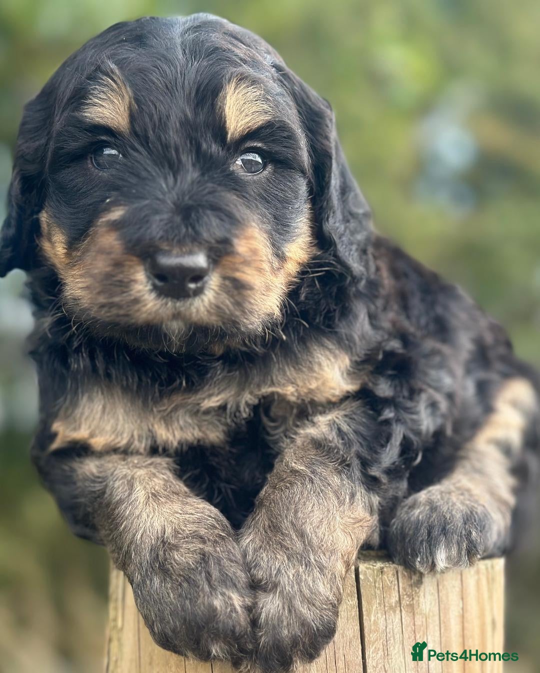 Bernedoodle dogs for sale: F1B STANDARD  BERNADOODLE LAST FEW - Image 9