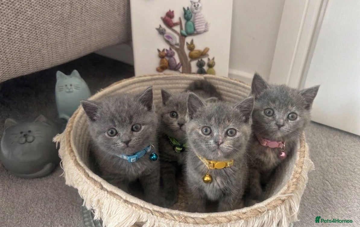 British Shorthair cats 🧶🐈‍⬛🎈ADORABLE BSH KITTIES🎈🐈‍⬛🧶 - Advert 1