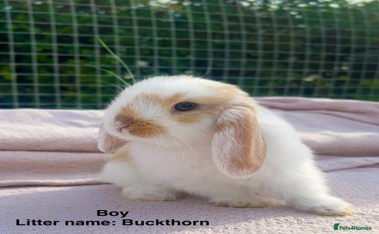 Mini Lop rabbits - Advert 1
