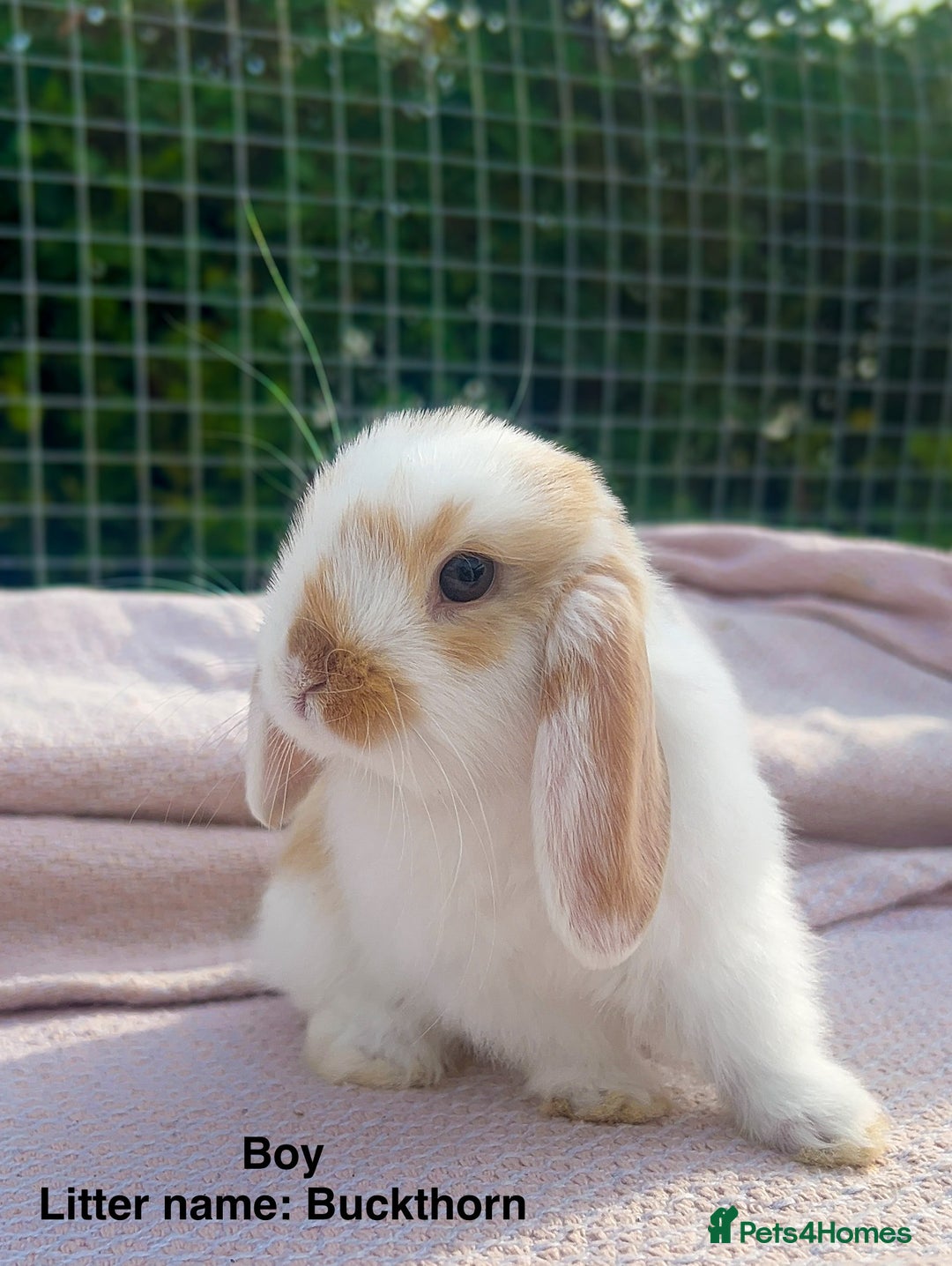 Mini Lop rabbits for sale: Mini lop bunnies  - Image 14