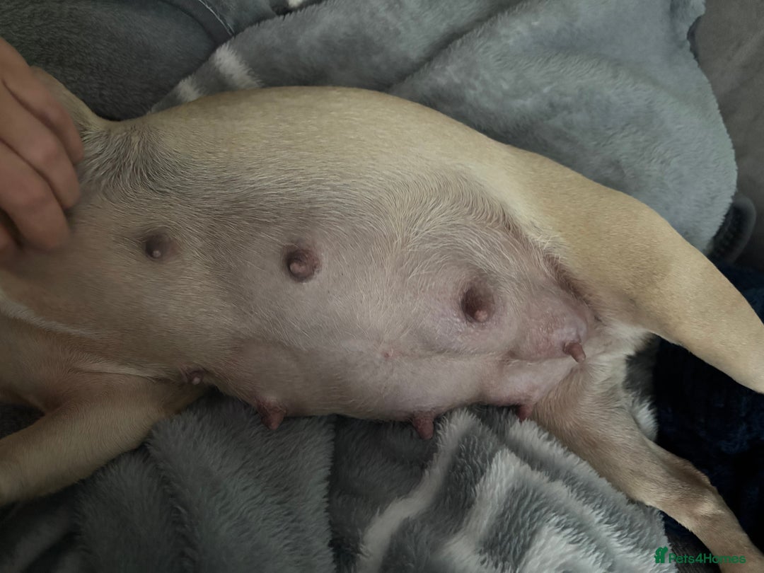 French Bulldog dogs for sale: French Bulldogs Puppies  - Image 2