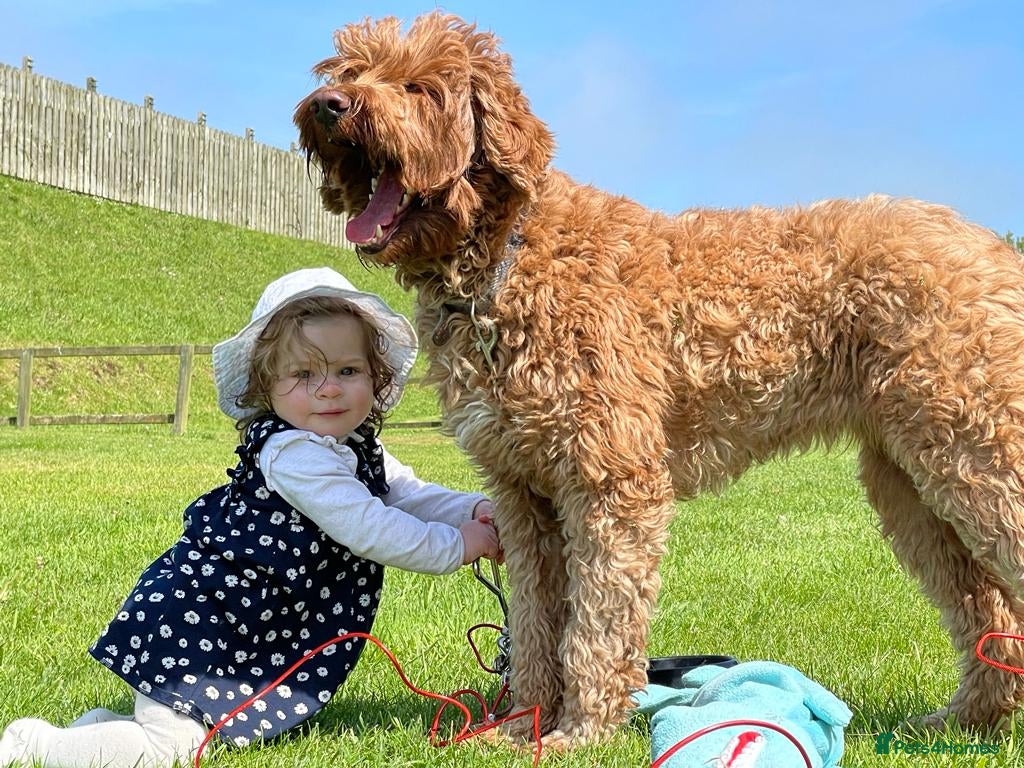 Australian Labradoodle dogs Australian Labradoodles Exceptional Temperaments - Advert 1