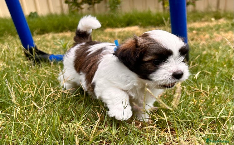 Shih Tzu dogs - Advert 1
