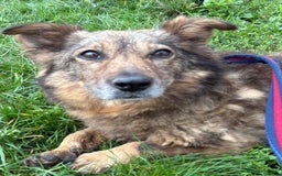 Mixed Breed dogs for adoption: Tommy - Gravesend. Kent  - Advert 6