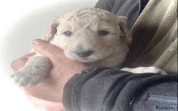 Standard Poodle dogs for sale: KC Standard Poodle Pups - Image 1