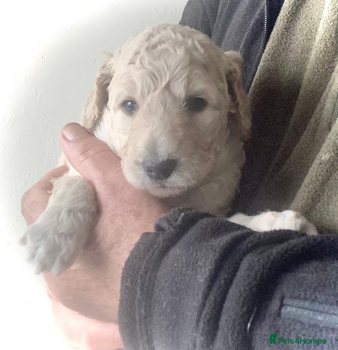 Standard Poodle dogs for sale: KC Standard Poodle Pups - Image 1