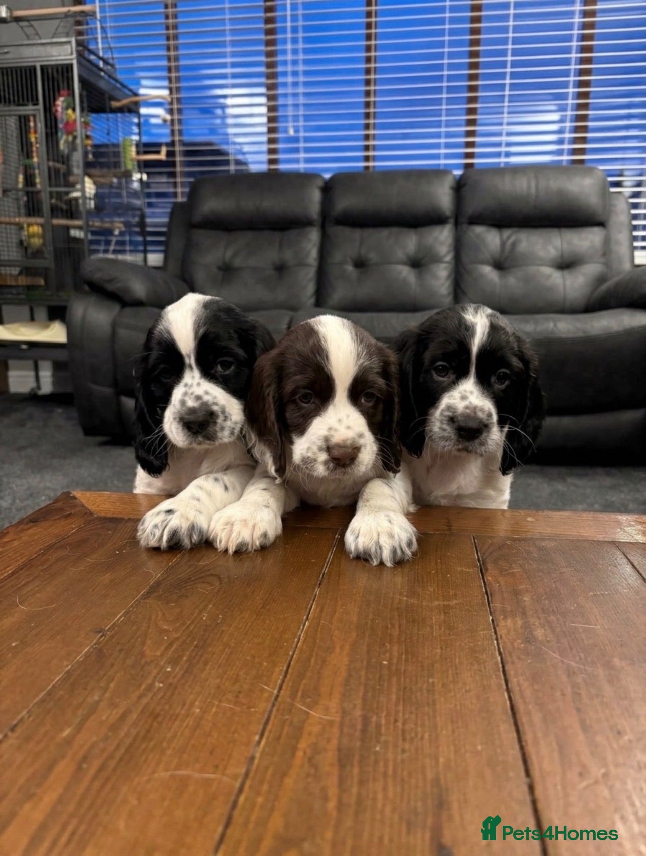 Cocker Spaniel dogs Gorgeous Cocker Spaniel pups for sale!  - Advert 15