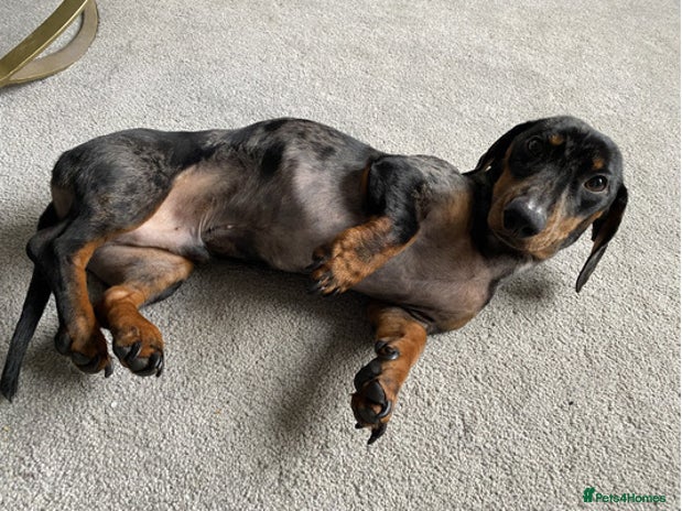 Miniature Dachshund dogs Outstanding miniature Dachshund - Advert 3