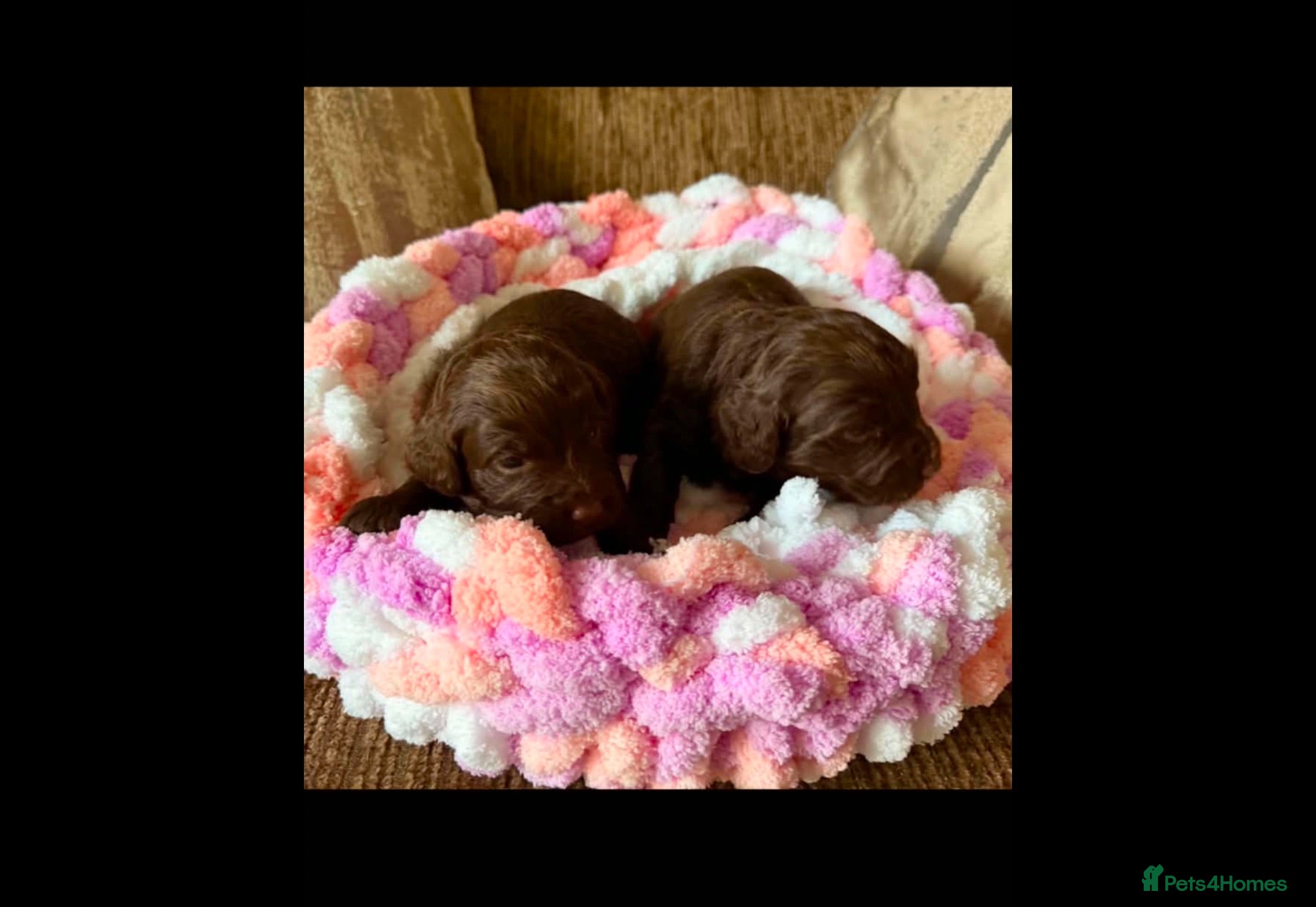 Cockapoo dogs Beautiful F1 cockapoo puppies - Advert 11