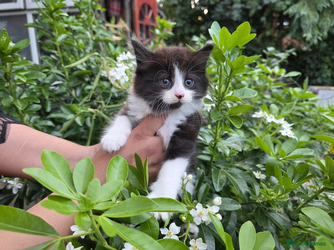 Bengal cats for sale: TWO Beautiful kittens of JOY remaining! - Image 8