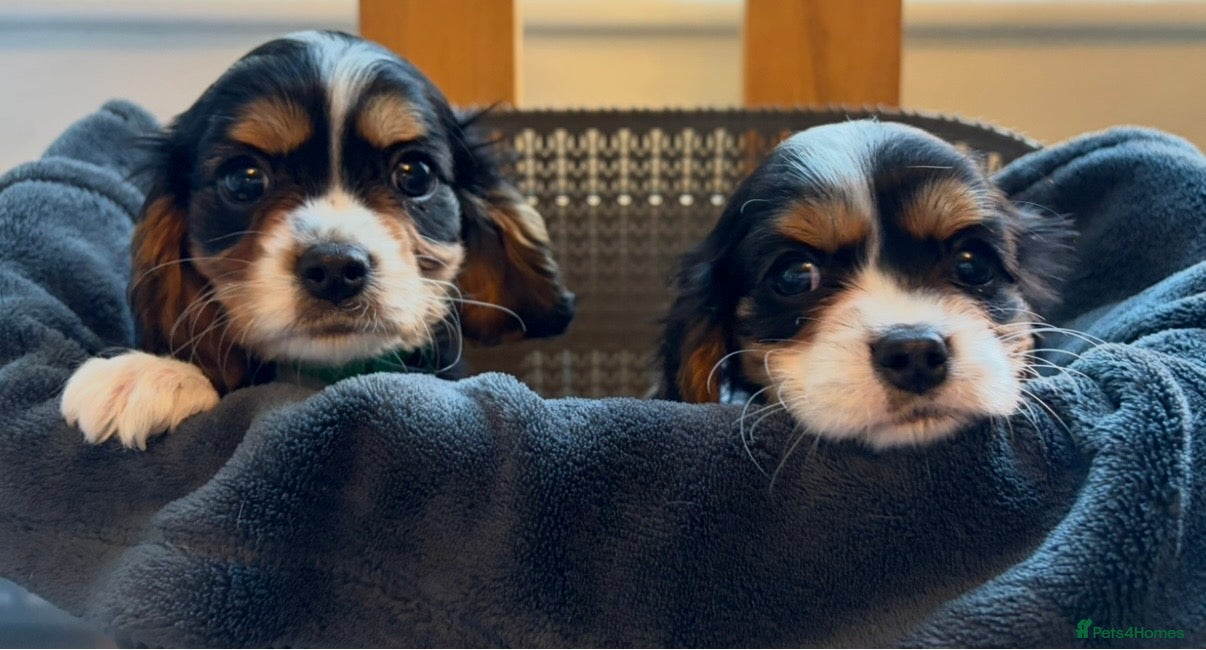 Cavalier King Charles Spaniel dogs Tri boy Cavalier King Charles spaniel puppies  - Advert 14