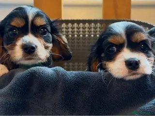 Cavalier King Charles Spaniel dogs Tri boy Cavalier King Charles spaniel puppies - Advert 14