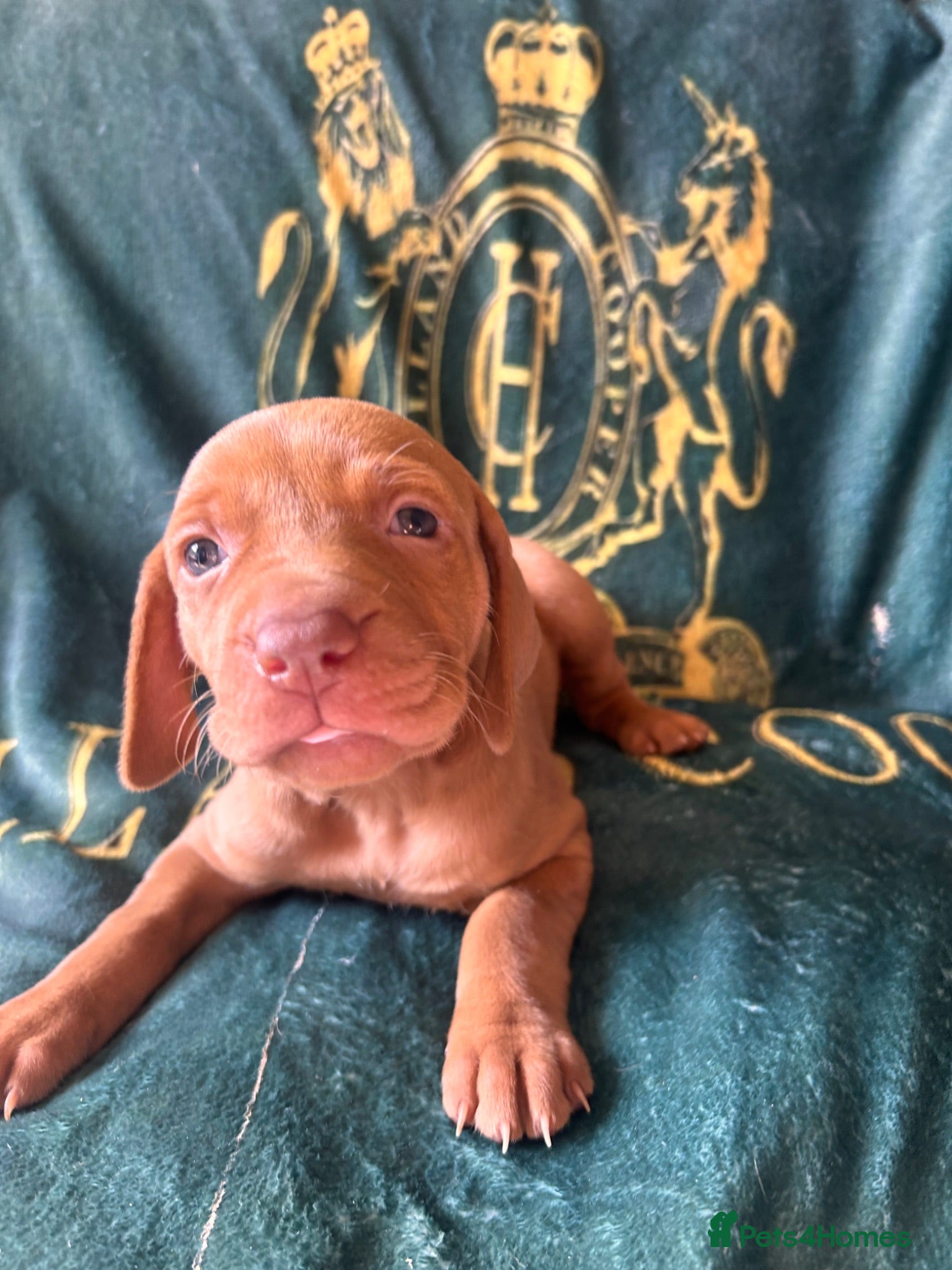 Hungarian Vizsla dogs Hungarian viszla puppies  - Advert 1