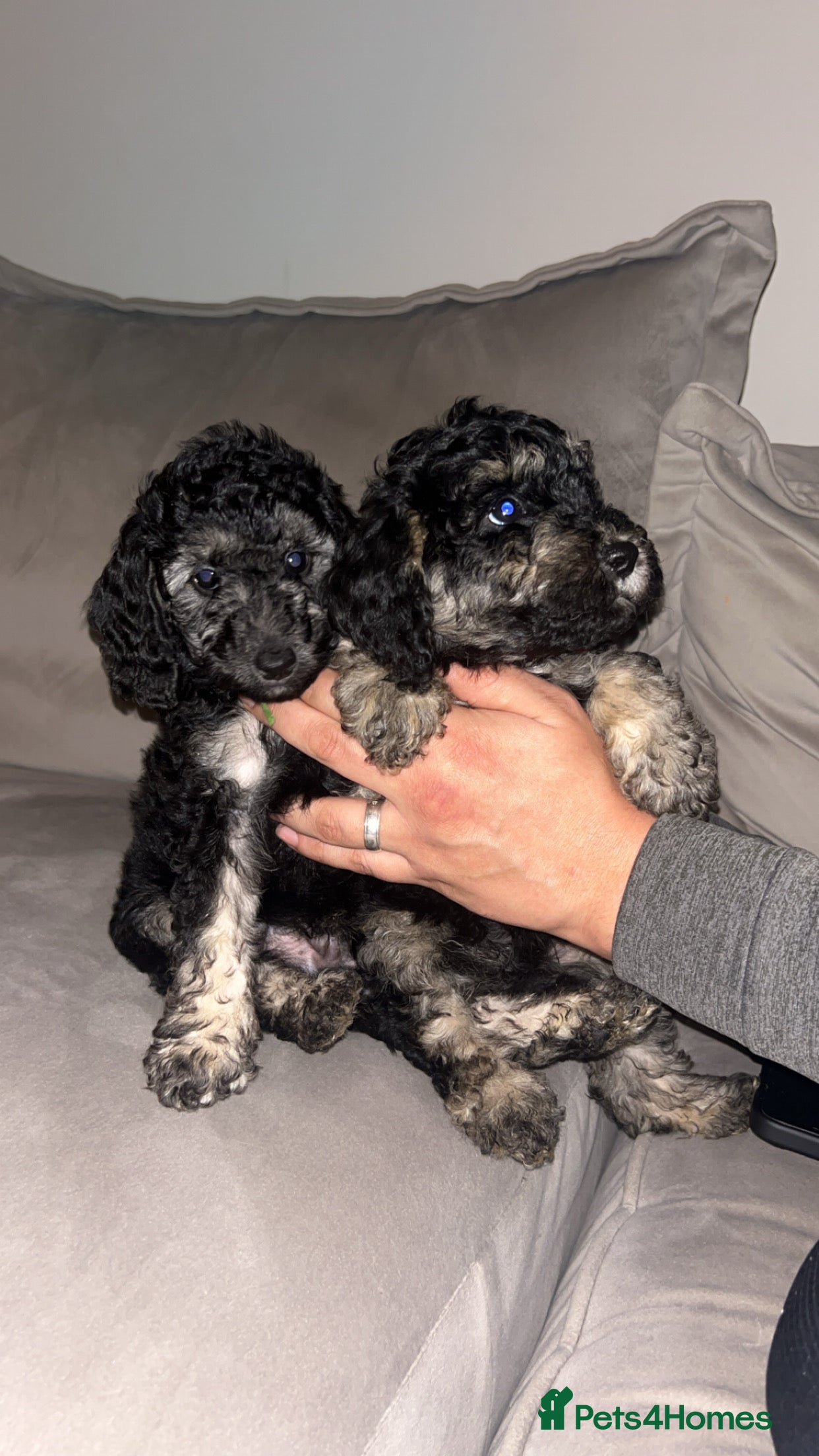 Miniature Poodle dogs 🐩🌈Miniature Merle poodle puppies 🌈🐶❤️ - Advert 7