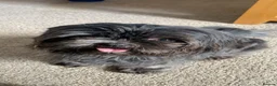 Shih Tzu dogs for sale: 4 Beautiful Shih-Tzu  - Advert 5