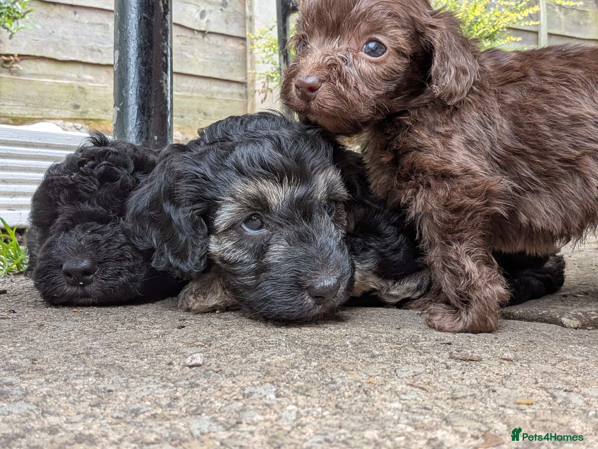 Cockapoo dogs F2b cockapoo pups health test parents - Advert 1