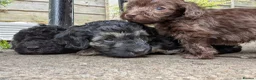 Cockapoo dogs for sale: F2b cockapoo pups health test parents - Advert 1