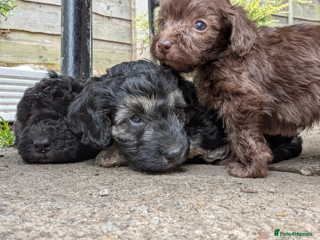 Cockapoo dogs for sale: F2b cockapoo pups health test parents - Advert 1