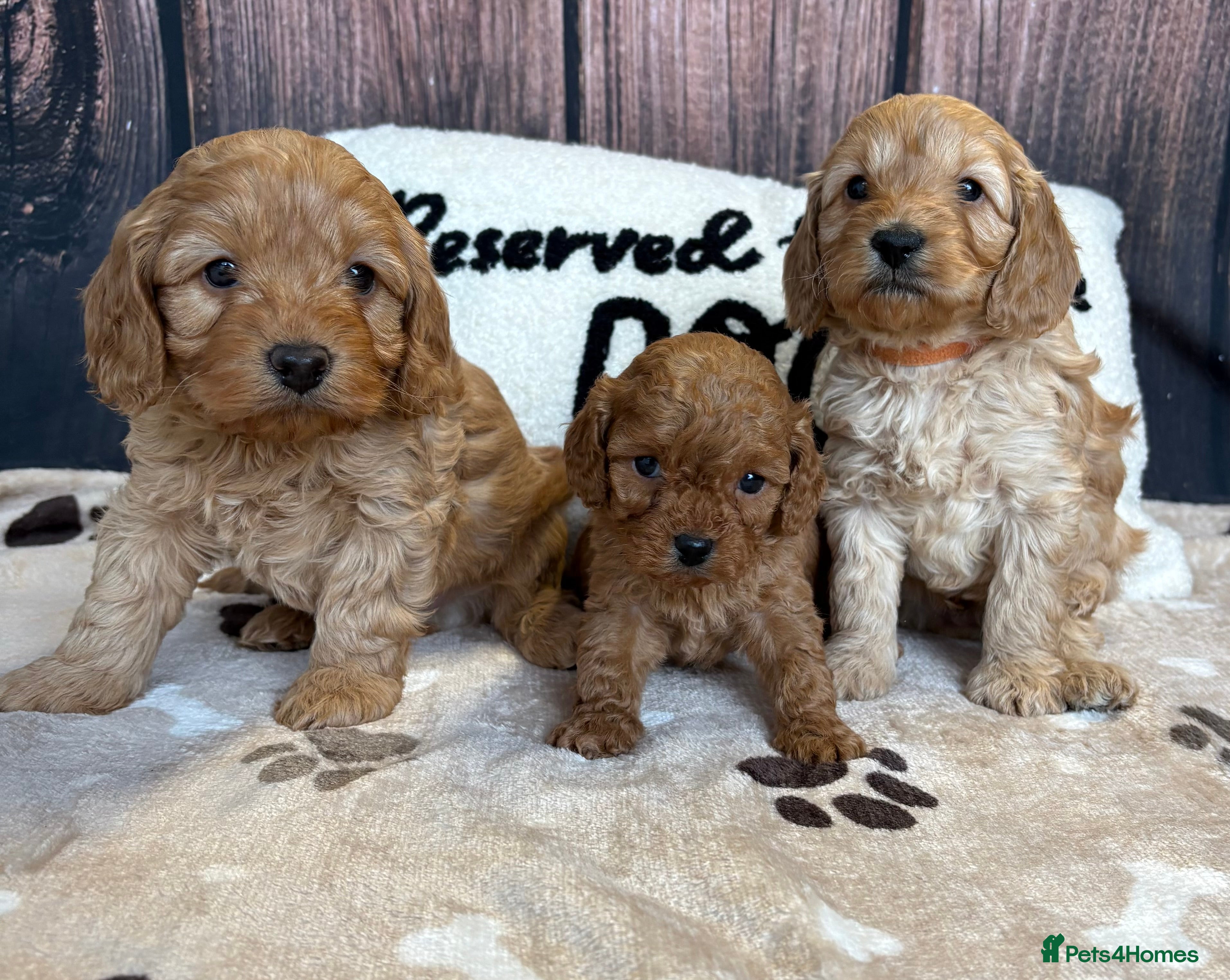 Cockapoo dogs Outstanding Miniature F1B Cockapoo Male Puppies - Advert 3