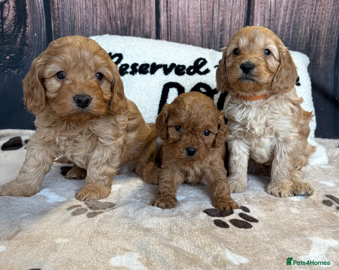 Cockapoo dogs for sale: Outstanding Miniature F1B Cockapoo Male Puppies - Advert 1