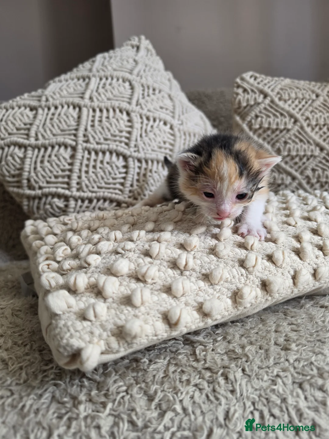 Mixed Breed cats for sale: look at all those tiny fluffballs!  - Advert 2