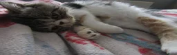 Exotic cats for sale: Super sweet Exotic female kitten READY NOW - Advert 16