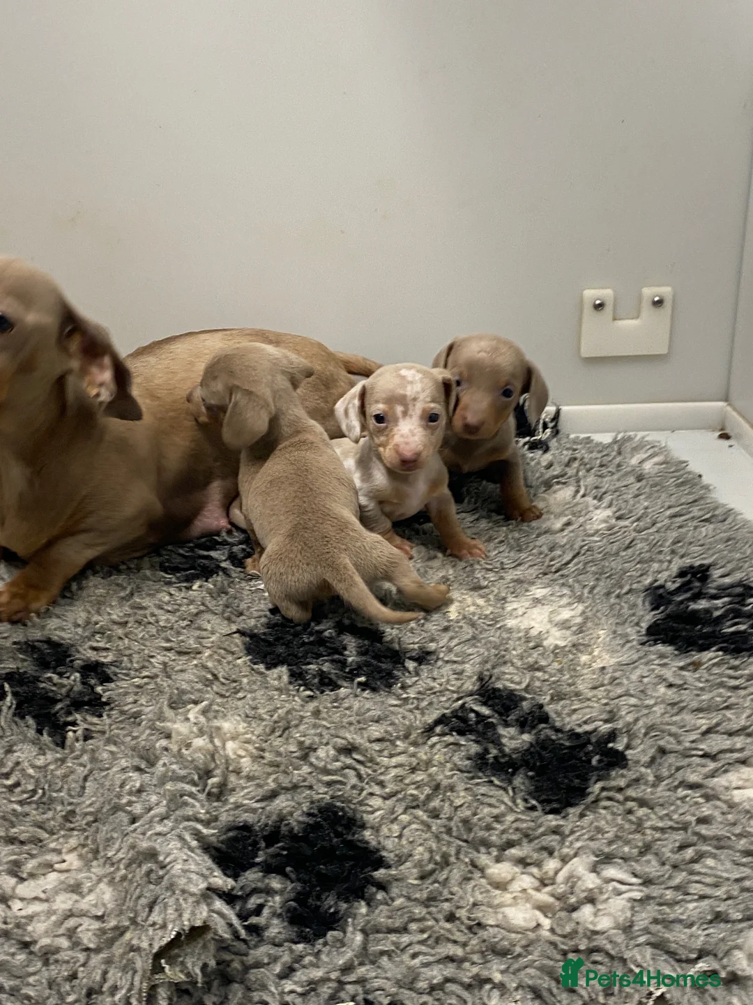 Miniature Dachshund dogs for sale: 5⭐️Licensed breeder. Tiny miniature dachshunds - Advert 4