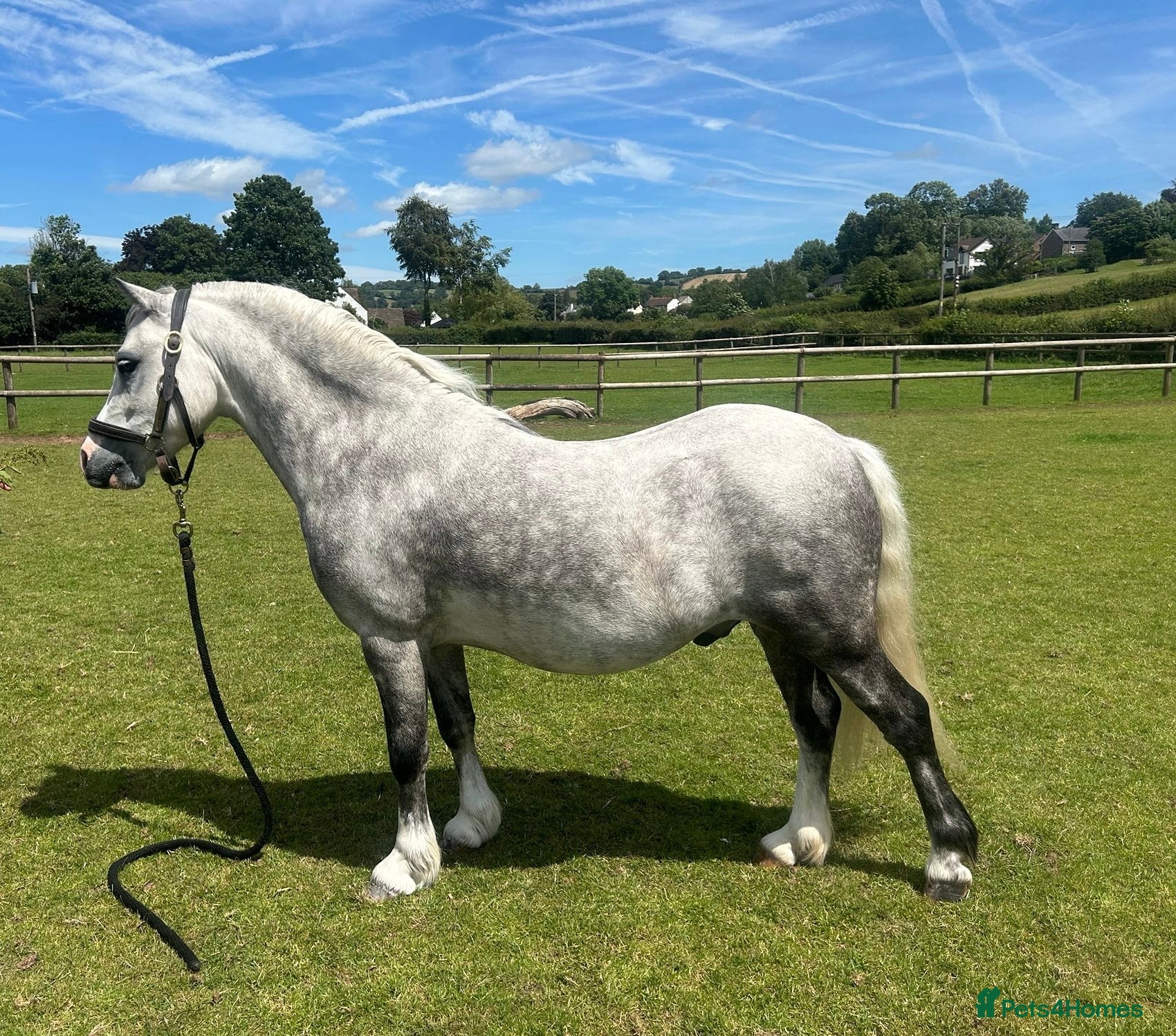 Welsh Section A horses A super section A - Advert 2