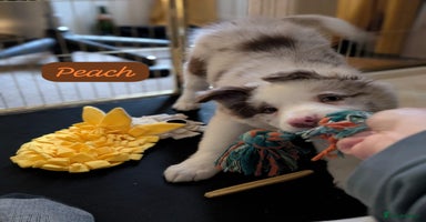 Border Collie dogs Red merle male border collie puppy available - Advert 11