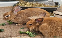 Lionhead rabbits for sale: Minni rex X lionhead bunnies - Image 4