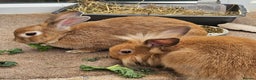Lionhead rabbits for sale: Minni rex X lionhead bunnies - Advert 5