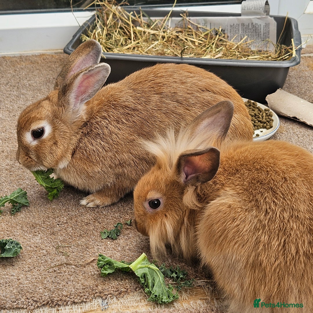 Lionhead rabbits for sale: Minni rex X lionhead bunnies - Image 4