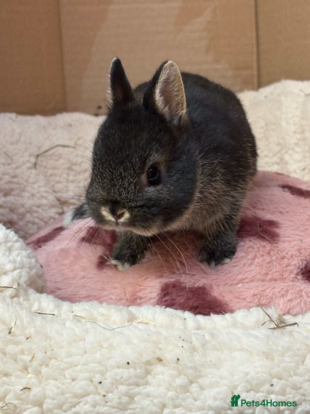 Netherland Dwarf rabbits for sale: Pure breed netherland dwarf (vaccinated)  - Advert 8