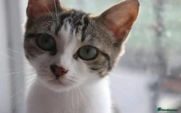 British Shorthair cats for adoption: ADOPTION: Saoirse & Tadgh  - Image 4