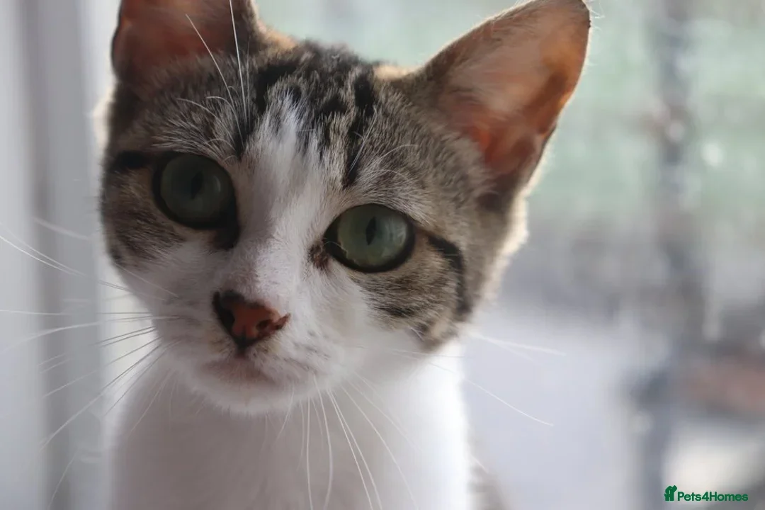 British Shorthair cats for adoption: ADOPTION: Saoirse & Tadgh  - Image 4