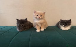 Ragdoll cats for sale: Beautiful ragdolls for sale  - Image 1