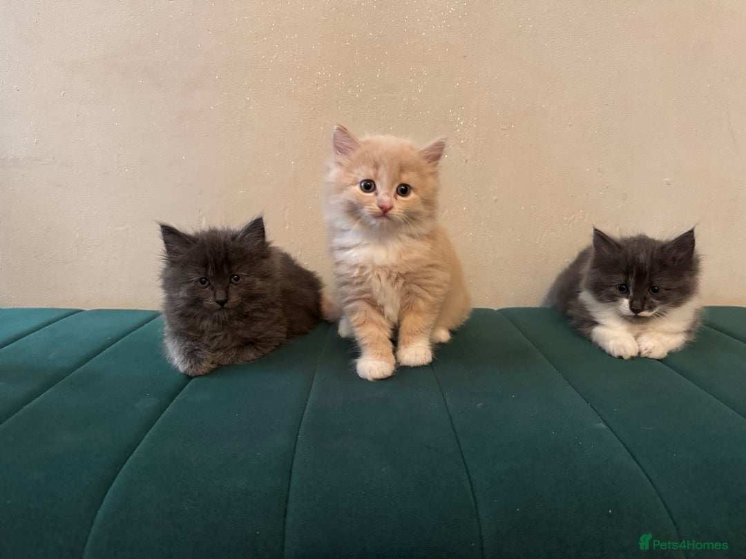 Ragdoll cats for sale: Beautiful ragdolls for sale  - Image 1